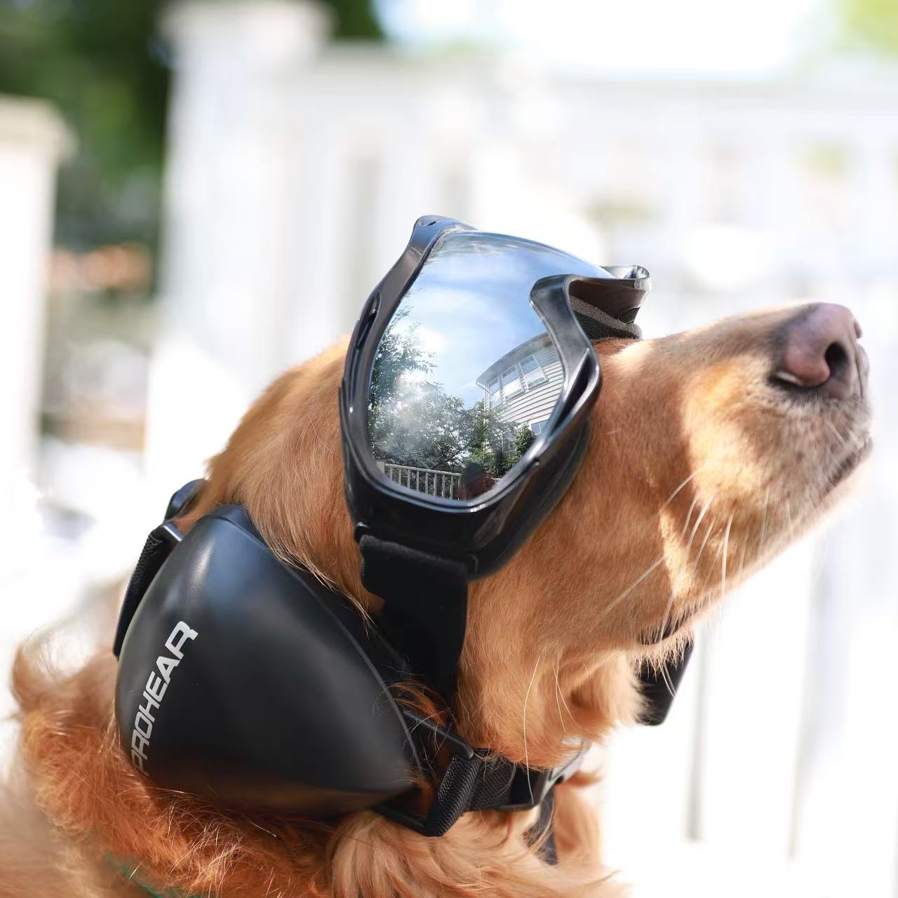 Protect Your Dog from Noise: PROHEAR Dog Noise-Canceling Ear Muffs Review & Real Experience