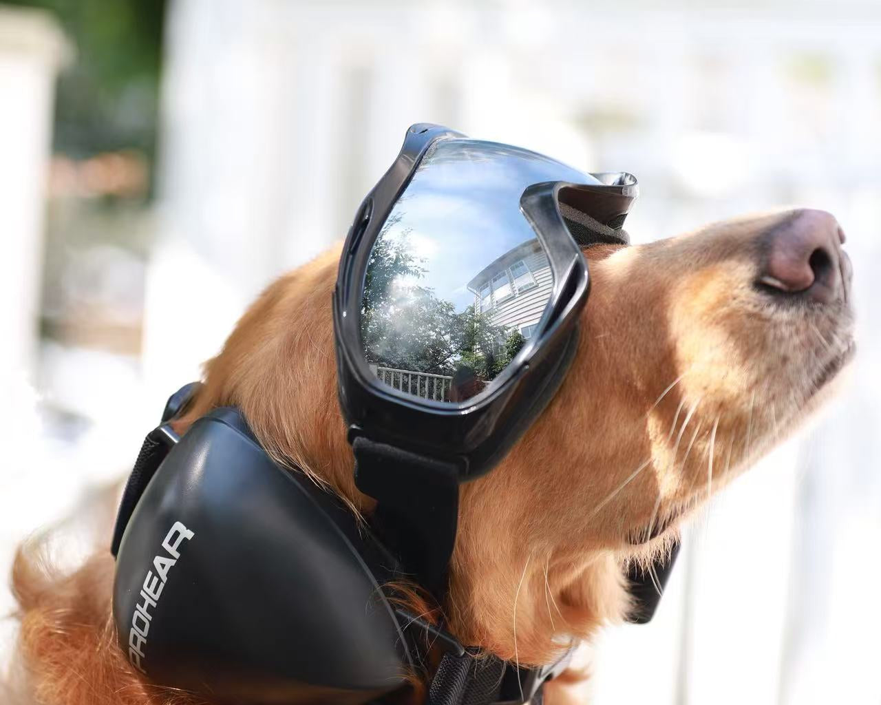 Protect Your Dog from Noise: PROHEAR Dog Noise-Canceling Ear Muffs Review &amp; Real Experience
